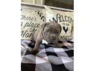 Cane Corso Puppy for sale in Dillon, SC, USA