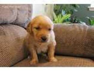 Golden Retriever Puppy for sale in Fairview, MO, USA