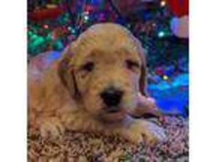 Goldendoodle Puppy for sale in Burton, OH, USA