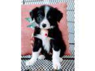 Border Collie Puppy for sale in Honey Brook, PA, USA