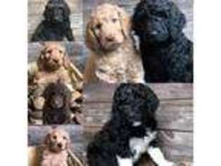 Goldendoodle Puppy for sale in Poplar, WI, USA