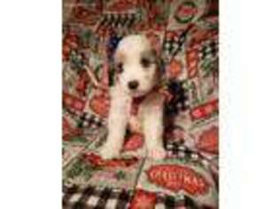 Mutt Puppy for sale in Talent, OR, USA