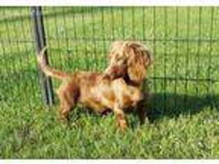 Dachshund Puppy for sale in Natchitoches, LA, USA