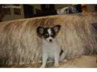 Papillon Puppy for sale in Wynnewood, OK, USA
