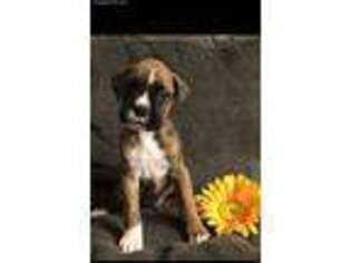 Boxer Puppy for sale in New Castle, DE, USA
