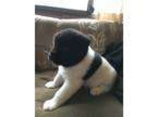 Akita Puppy for sale in Roy, WA, USA