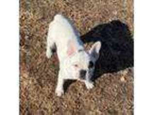 French Bulldog Puppy for sale in Mayetta, KS, USA