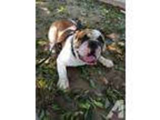 Bulldog Puppy for sale in NORTH HOLLYWOOD, CA, USA
