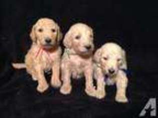 Goldendoodle Puppy for sale in MARTIN, MI, USA
