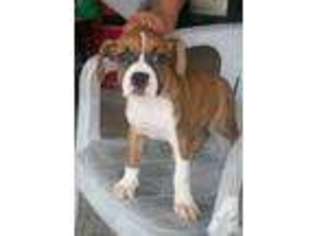 Boxer Puppy for sale in BRICK, NJ, USA