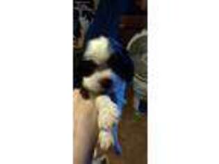 Cavalier King Charles Spaniel Puppy for sale in Dundalk, MD, USA