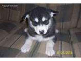 Alaskan Malamute Puppy for sale in Decatur, TX, USA