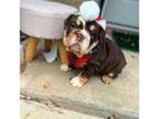 Bulldog Puppy for sale in Mesquite, TX, USA