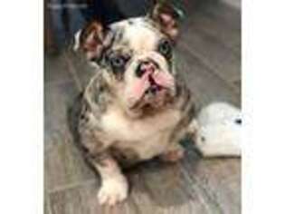 Bulldog Puppy for sale in Weir, MS, USA