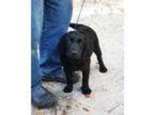 Labrador Retriever Puppy for sale in Archer, FL, USA