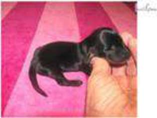 Dachshund Puppy for sale in Fort Worth, TX, USA