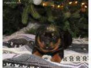 Rottweiler Puppy for sale in Constantine, MI, USA