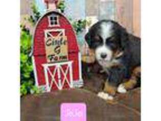 Bernese Mountain Dog Puppy for sale in Konawa, OK, USA