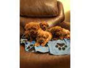 Cavapoo Puppy for sale in Toppesfield, Essex (England), United Kingdom