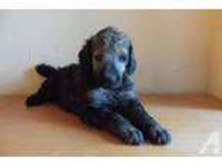 Mutt Puppy for sale in FLEMING, CO, USA