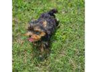 Yorkshire Terrier Puppy for sale in Ellington, MO, USA