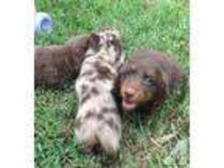 Dachshund Puppy for sale in SAINT LOUIS, MO, USA