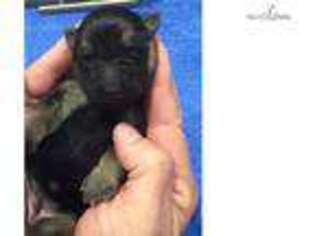 German Shepherd Dog Puppy for sale in Saint Augustine, FL, USA