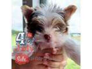 Yorkshire Terrier Puppy for sale in Liberty Hill, TX, USA