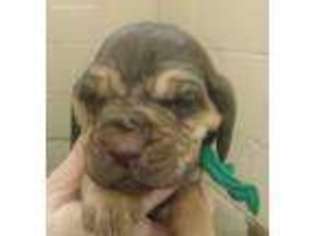 Bloodhound Puppy for sale in Pineville, LA, USA