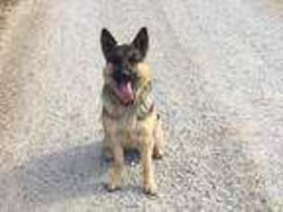 German Shepherd Dog Puppy for sale in Lebanon, MO, USA