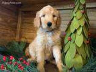 Goldendoodle Puppy for sale in Beaver Creek, MN, USA