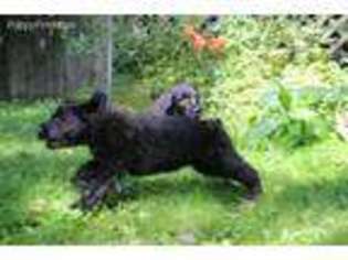 Black Russian Terrier Puppy for sale in Minocqua, WI, USA