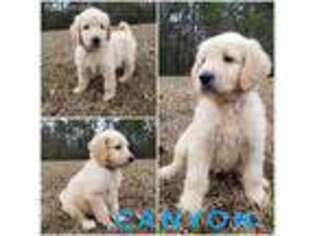 Goldendoodle Puppy for sale in Magee, MS, USA
