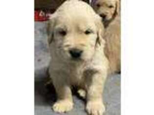 Golden Retriever Puppy for sale in Big Spring, TX, USA