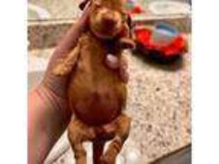 Dachshund Puppy for sale in Rayne, LA, USA