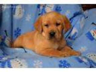 Labrador Retriever Puppy for sale in Christiana, PA, USA