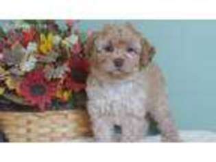 Goldendoodle Puppy for sale in Warminster, PA, USA