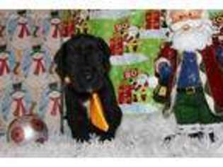 Great Dane Puppy for sale in Crossville, TN, USA