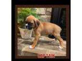 Boxer Puppy for sale in Denver, PA, USA