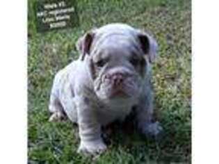 Bulldog Puppy for sale in Four Oaks, NC, USA