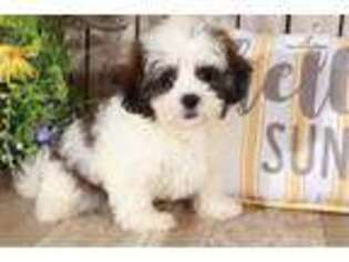 Mal-Shi Puppy for sale in Columbus, OH, USA