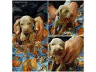 Weimaraner Puppy for sale in Belding, MI, USA