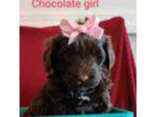 Portuguese Water Dog Puppy for sale in Denver, PA, USA