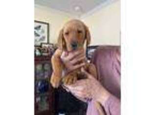 Labrador Retriever Puppy for sale in Gordonsville, VA, USA