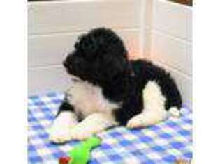 Labradoodle Puppy for sale in Bergton, VA, USA