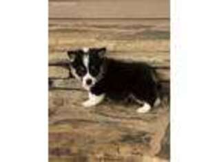 Pembroke Welsh Corgi Puppy for sale in Lineville, AL, USA