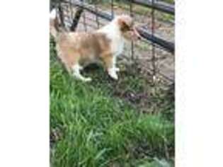 Collie Puppy for sale in Reinbeck, IA, USA