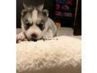 Siberian Husky Puppy for sale in Franklinville, NJ, USA