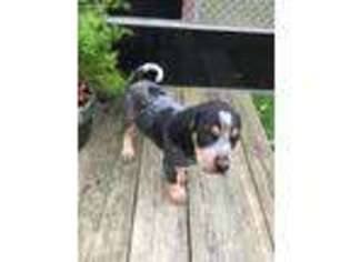 Bluetick Coonhound Puppy for sale in Westerville, OH, USA