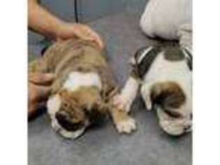 Bulldog Puppy for sale in Cleveland, NC, USA